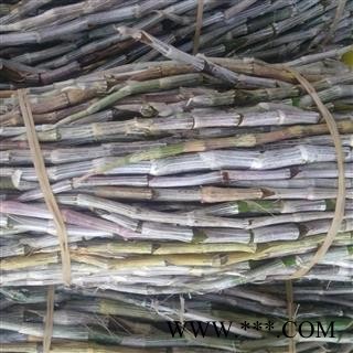 铁皮石斛 铁皮石斛鲜条 产地 安徽省六安市霍山县图3