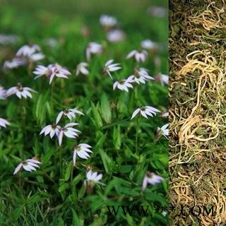 半边莲 急解索、细米草、蛇舌草、半边花、水仙花草、镰么仔草图3