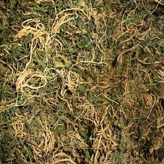 半边莲 急解索、细米草、蛇舌草、半边花、水仙花草、镰么仔草图2