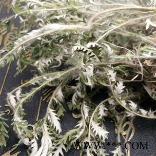 吉康药业翻白草 翻白草个子图2