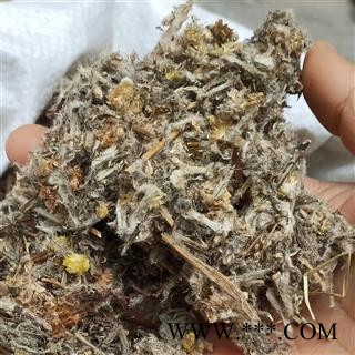 避风草 山萩 珠光香青 大火草 毛女儿草 牛舌草 九头艾 大叶白头翁 避风草 产地 河南省图2