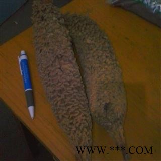 小丽百草行铁树花 凤尾蕉图2