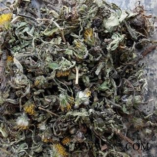 蒲公英 野生蒲公英绿色统段 产地 山东省图2