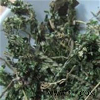 吉康药业翠云草 岩柏,岩柏草大叶菜,地柏叶,翠羽草图2