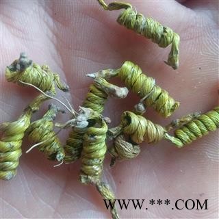 铁皮石斛 霍山半野生米斛龙头凤尾 产地 安徽省六安市霍山县图4