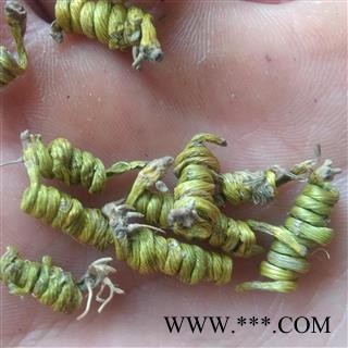 铁皮石斛 霍山半野生米斛龙头凤尾 产地 安徽省六安市霍山县图3