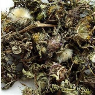 蒲公英 野生蒲公英灰绿色段 产地 山西省图4