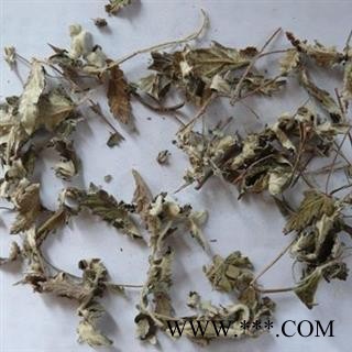 翻白草 统 产地 吉林省图2