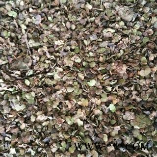 浮萍草 统 产地 福建省图2