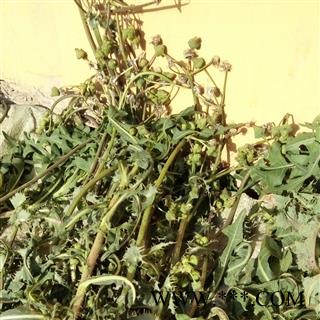 大蓟 野生大片 产地 河南省平顶山市汝州市图2