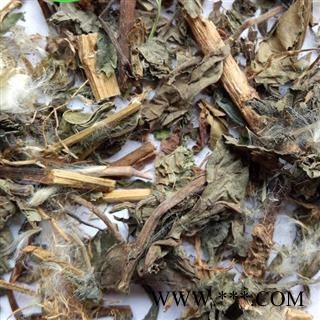 吉康药业菊苣  苦苣 苦菜 卡斯尼 皱叶苦苣 明目菜 咖啡萝卜 咖啡草图2