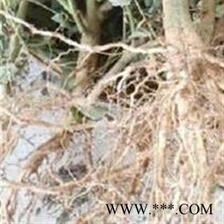 吉康药业苍耳草根 虱麻头根 白花虱母头根 痴头婆纯头根图2