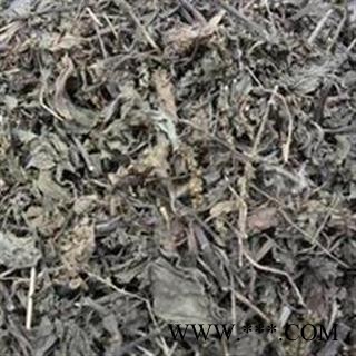 吉康药业车前草 车轮菜 猪肚菜 车轱辘菜 灰盆草图2