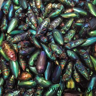 吉康药业萤火虫大萤火虫实物拍照货真价实图3