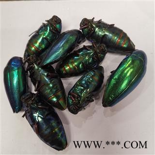 吉康药业萤火虫大萤火虫实物拍照货真价实图2