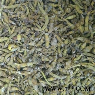 鼓槌石斛 石斛统装青条 产地 海外图2