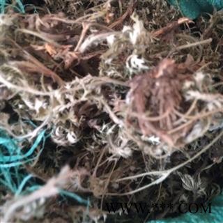 野生翻白草 豫统野生 产地 河南省平顶山市汝州市图3