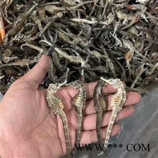 清水海马  平均1.2克每条  散装  三斑海马图3