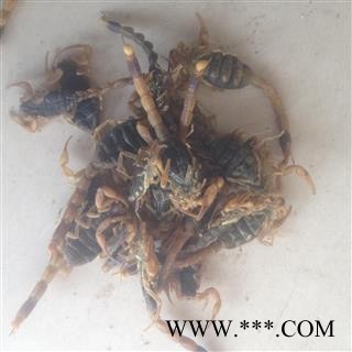 全蝎 又名全虫 蝎子  选条   产地 山东省菏泽市图3