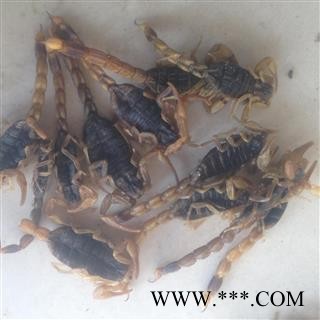 全蝎 又名全虫 蝎子  选条   产地 山东省菏泽市图2