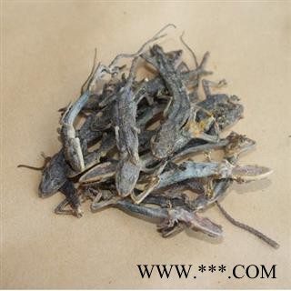 天龙  守宫 统 产地 河南省图2