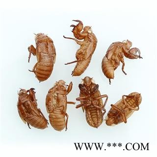 蝉蜕 蝉蜕净货 保证无土无渣 不掺假 产地 山东省图2