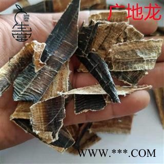 大地龙 广地龙全开片 产地 广西壮族自治区玉林市玉林药市图2