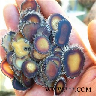 人工驯养鹿茸 梅花鹿茸蜡片，纯干 产地 吉林省白山市抚松县图3