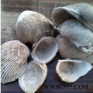 瓦楞子 统 产地 浙江省宁波市市辖区图2