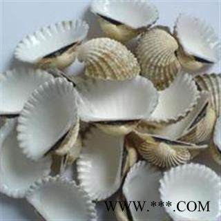 瓦楞子 统 产地 浙江省宁波市市辖区图3