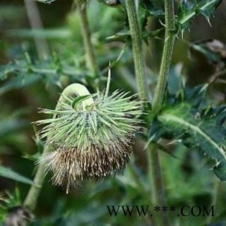 马刺蓟 正品保证质量  价格联系客服  华安堂图4