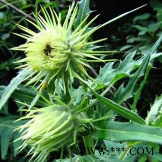 马刺蓟 正品保证质量  价格联系客服  华安堂图2