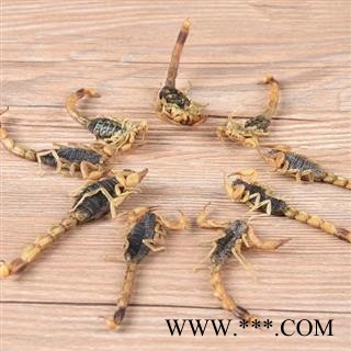 蝎子干 秦岭优质全蝎 清水蝎子 手工分拣无硫100g图2