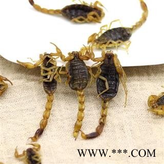 蝎子干 秦岭优质全蝎 清水蝎子 手工分拣无硫100g图4