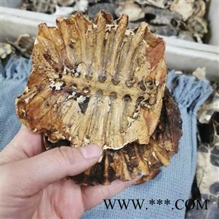 【99包邮】 鳖甲 无肉鳖甲 四川产 干度好 【良心经营 品种齐全】图4