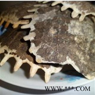 鳖甲 大统 产地 江苏省盐城市市辖区图2