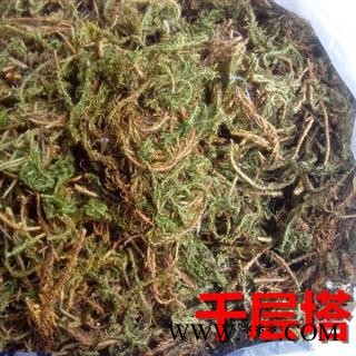 千层塔 小叶千层塔统货 产地 辽宁省图3