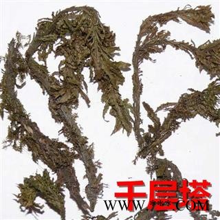 千层塔 小叶千层塔统货 产地 辽宁省图2