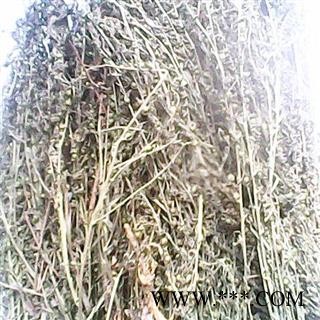 百蕊草 百乳草、小草、细须草、青龙草 统货 产地 河北省凯捷中药图2