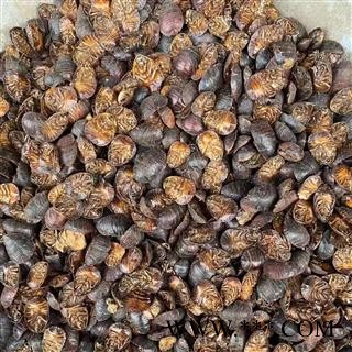 【满包邮】金边土元  腹空大统货 无沫干净图3