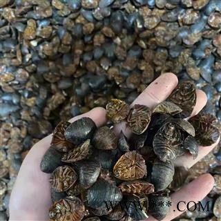 【满包邮】金边土元  腹空大统货 无沫干净图4