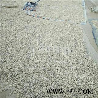 僵蚕 统 产地 江苏省南通市海安县图2