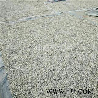 僵蚕 统 产地 江苏省南通市海安县图4