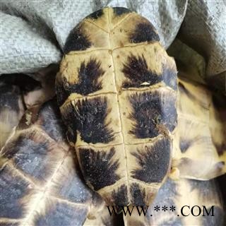 龟板 旱龟甲 正品龟板 选 产地 广东省 同稳药业 专注品质图2