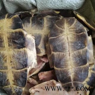 龟板 旱龟甲 正品龟板 选 产地 广东省 同稳药业 专注品质图4