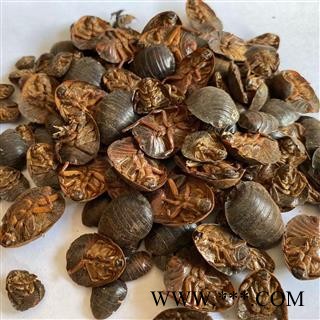 土鳖虫 土元土鳖虫水洗腹空大选货 产地 山东省 道地药材 发货快 支持小包装拿样 7天无理由退货图3