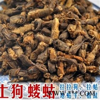 蝼蛄 土狗 拉蛄,地蛄牛统 产地 安徽省图3