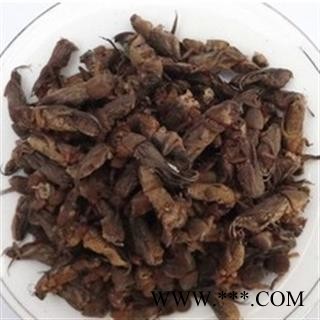 蝼蛄 土狗 拉蛄,地蛄牛统 产地 安徽省图2