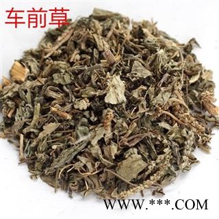 车前草 今年新货 自产自销 统 产地 山东省 产地直销图2