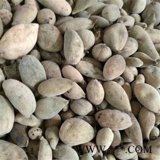 五倍子 肚倍 产地重庆市图2